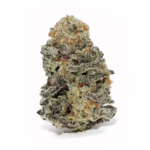 Zbliżenie na kwiat konopi Cannabis flos COSMA. Gęsty pąk o zwartej strukturze, pokryty grubą warstwą trichomów nadającą mu oszroniony wygląd. Widoczne są zielone odcienie liści przeplatane bursztynowymi włoskami i fioletowymi akcentami, charakterystycznymi dla hybryd dominujących w genach Indica.